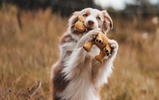 hundguide till hållbara leksaker